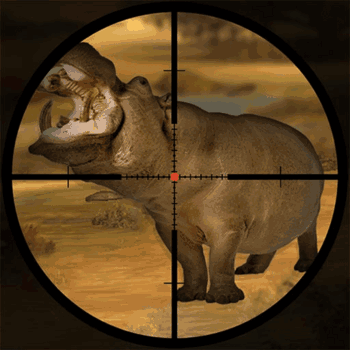Classical Hippo Hunting Classical Hippo Hunting