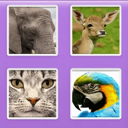 Picture Slider Animals